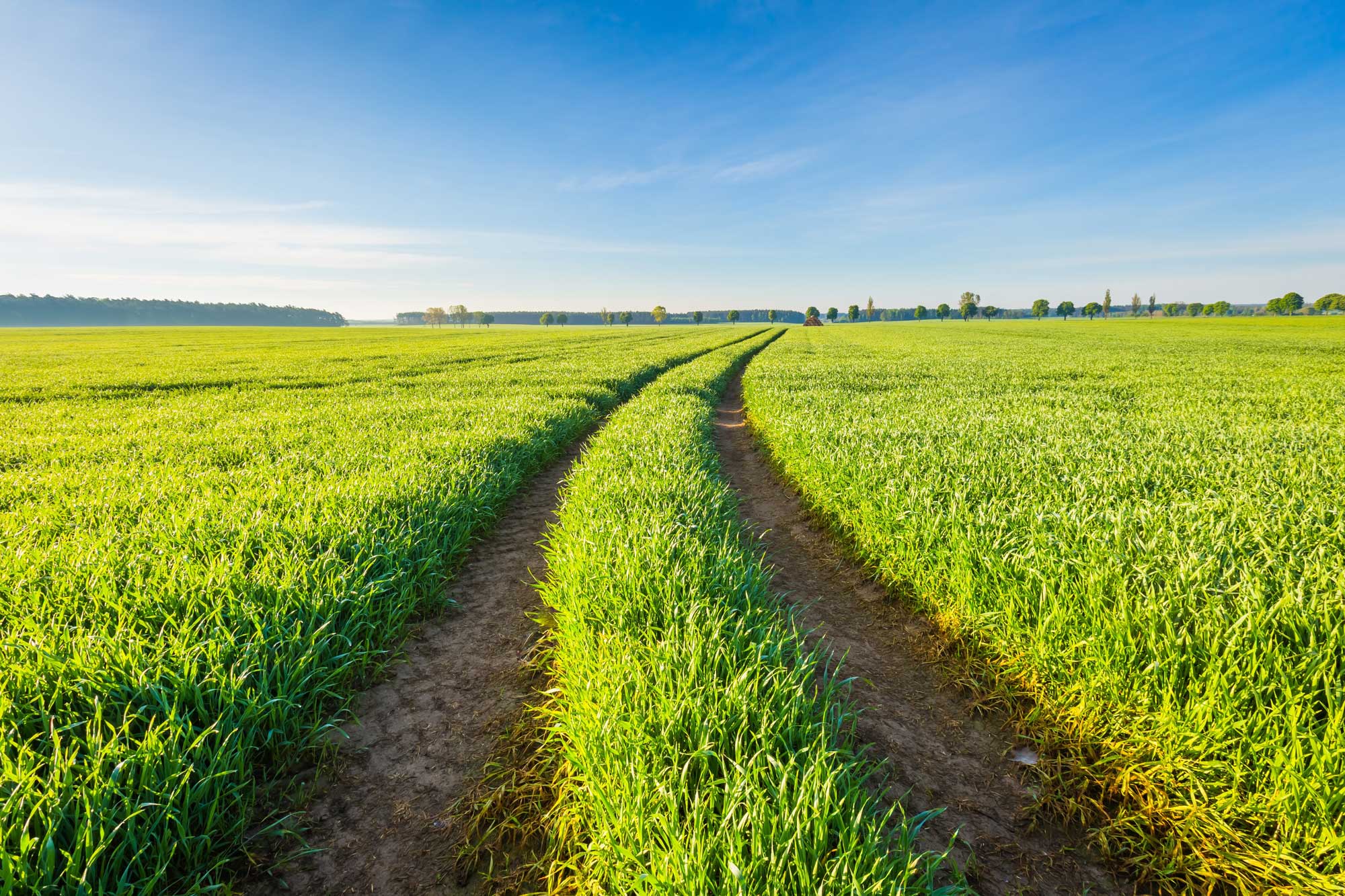 clear path